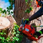 Tree Services